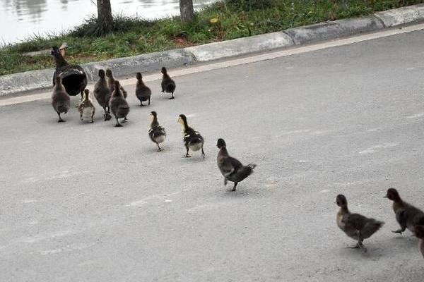 建昌鴨養殖技術