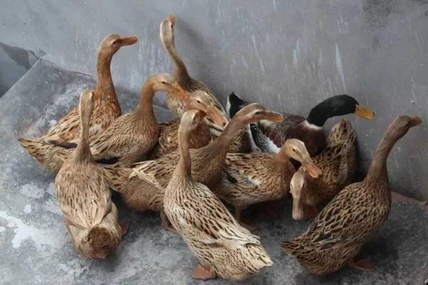 建昌鴨養殖技術