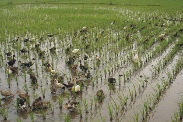 建昌鴨養殖技術