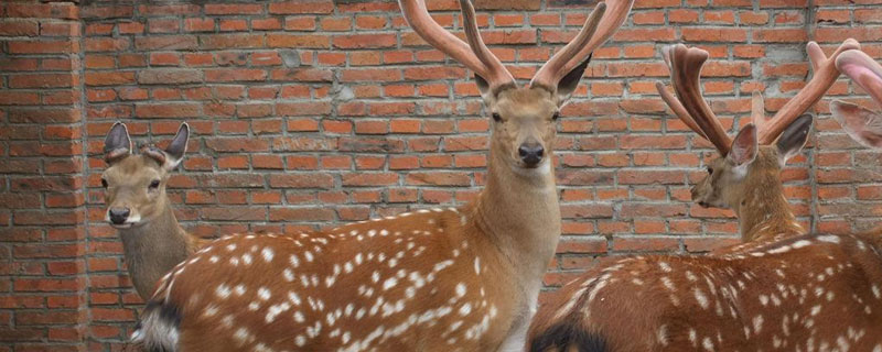 養鹿需要辦什么手續