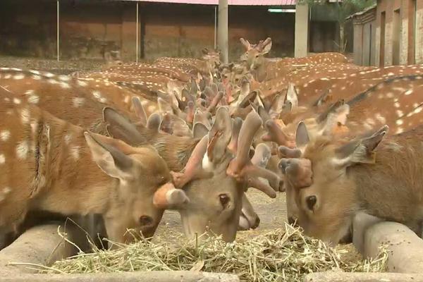 養鹿需要辦什么手續