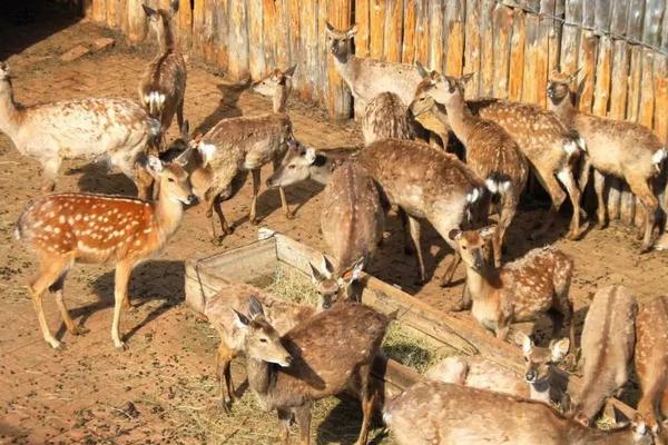 養鹿需要辦什么手續