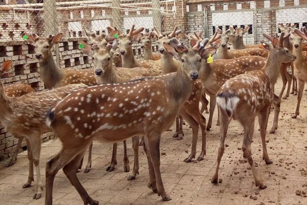 養鹿需要辦什么手續