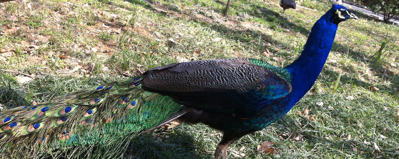 只養一只雌孔雀可以嗎