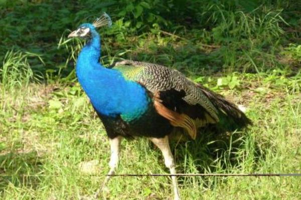 只養(yǎng)一只雌孔雀可以嗎