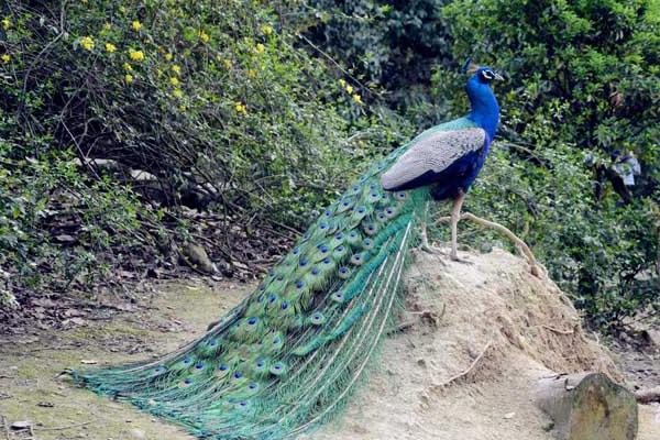 只養(yǎng)一只雌孔雀可以嗎