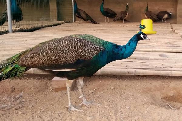 只養(yǎng)一只雌孔雀可以嗎