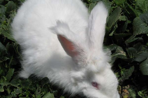 荷蘭長毛兔怎么養