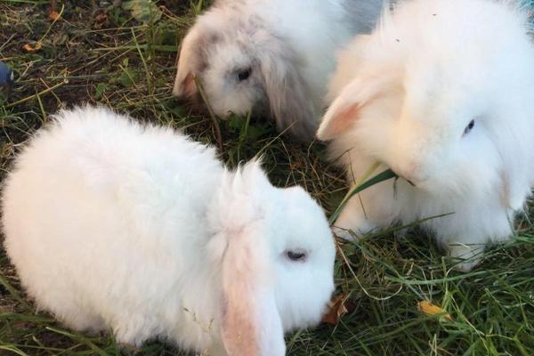 荷蘭長毛兔怎么養