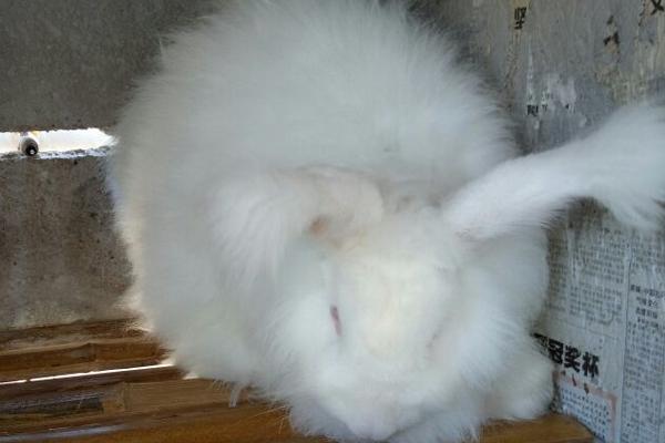 荷蘭長毛兔怎么養