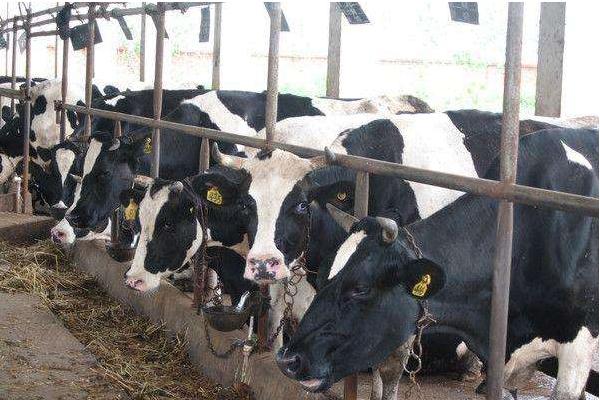 奶牛的利潤與風險