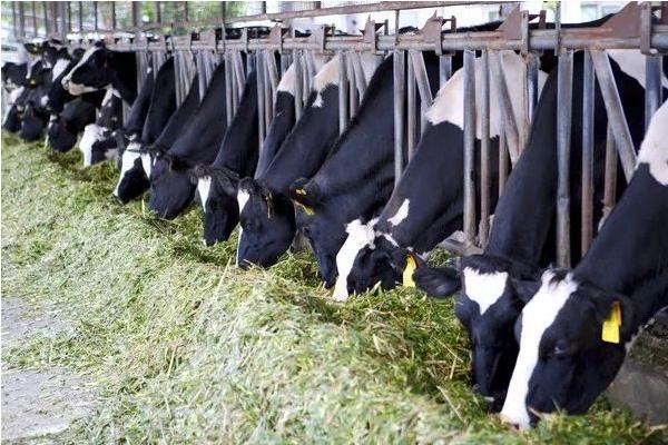 奶牛的利潤與風險