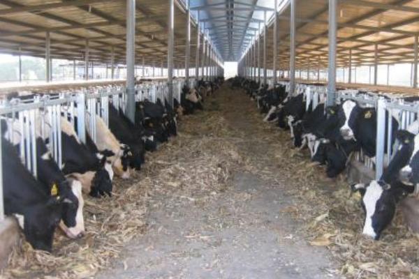 奶牛的利潤與風險