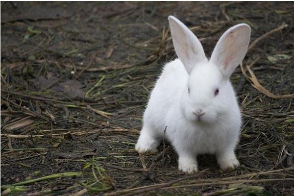 肉兔的孕期多長