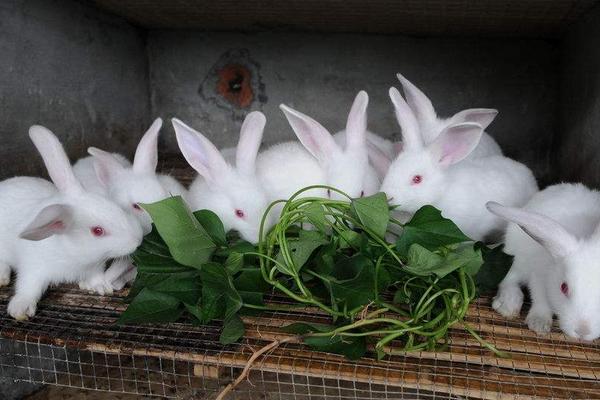 肉兔的孕期多長