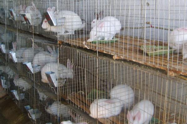 肉兔的孕期多長