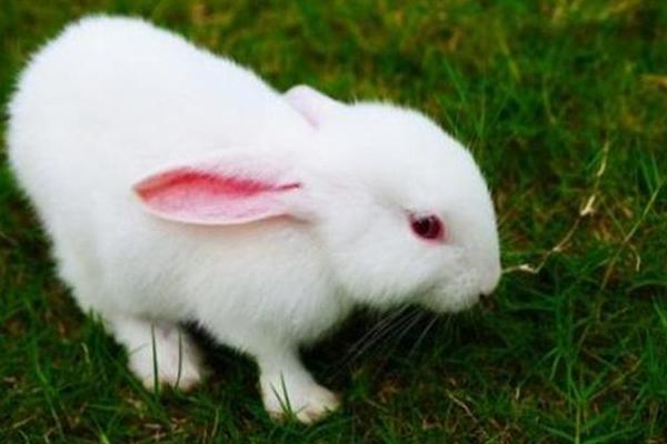 肉兔品種及出肉率介紹