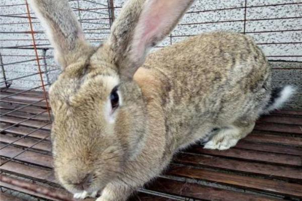 肉兔品種及出肉率介紹