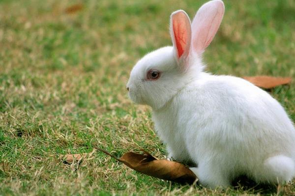 肉兔品種及出肉率介紹