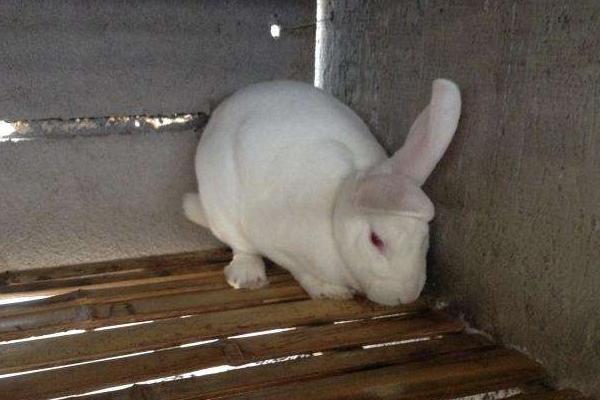 肉兔品種及出肉率介紹