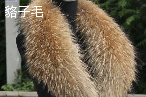 獺兔毛和貉子毛哪個好