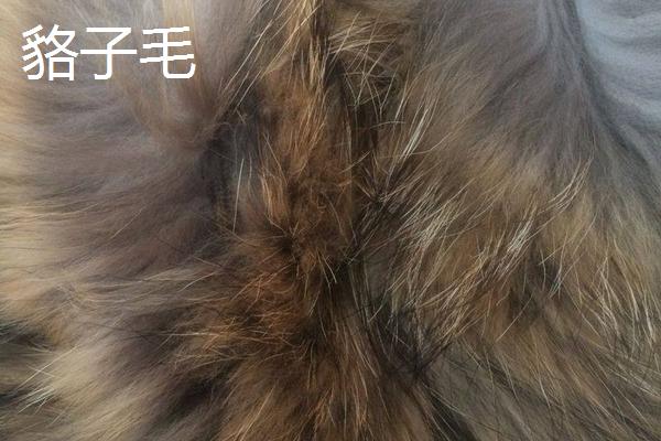 獺兔毛和貉子毛哪個好