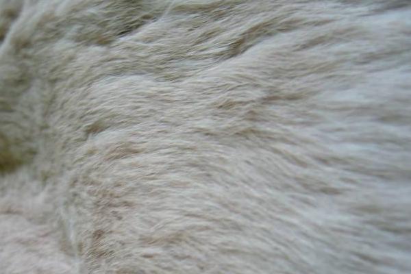 獺兔毛皮草一般多少錢