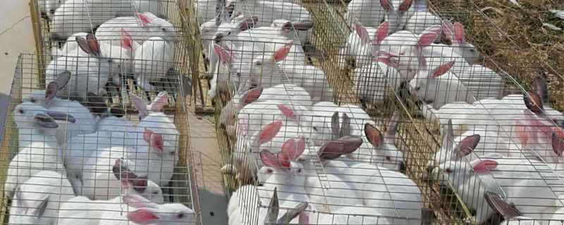 肉兔養(yǎng)殖場防疫