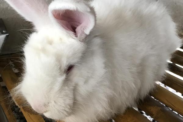 肉兔養(yǎng)殖場防疫