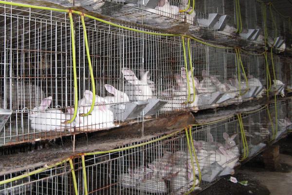 肉兔養(yǎng)殖場防疫