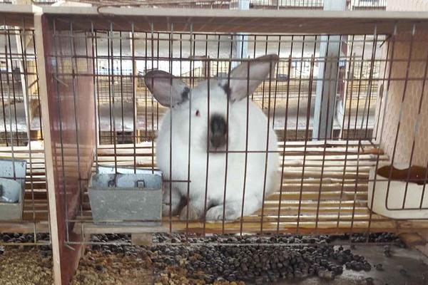 肉兔養(yǎng)殖場防疫