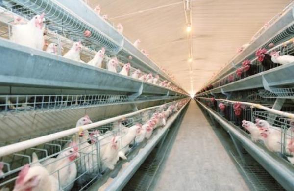 養蛋雞需要那些條件