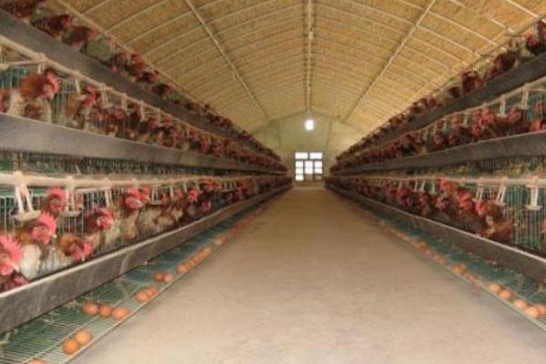 養蛋雞需要那些條件