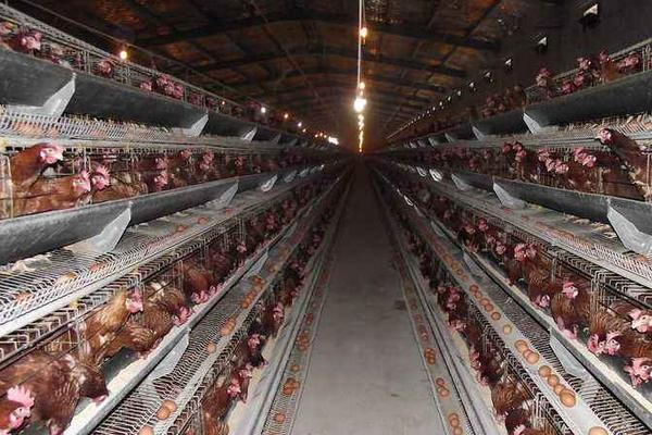 養蛋雞需要那些條件