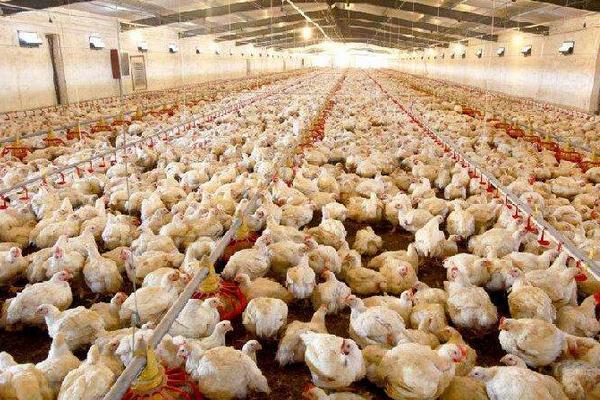 養肉雞的風險