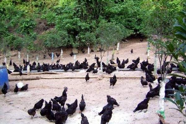 綠殼蛋雞一年產多少蛋