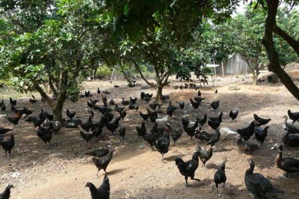 綠殼蛋雞一年產多少蛋