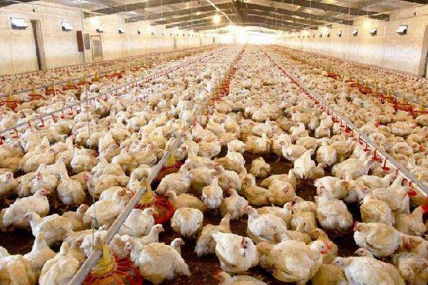 肉雞的飼養周期