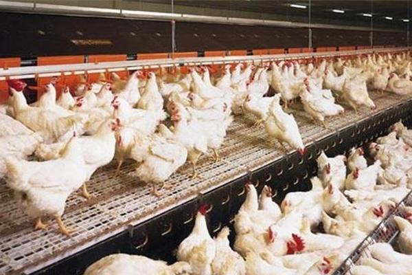 肉雞的飼養周期