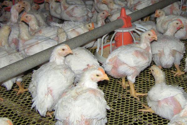 養(yǎng)肉雞還是蛋雞好