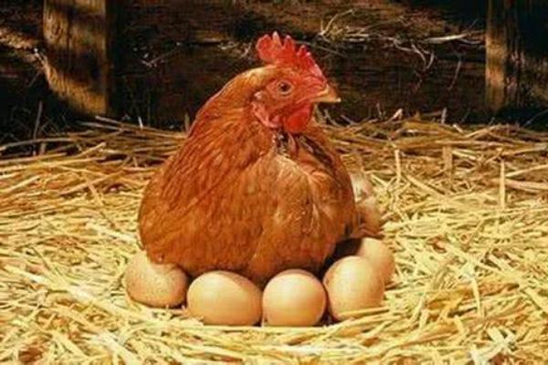 養(yǎng)肉雞還是蛋雞好