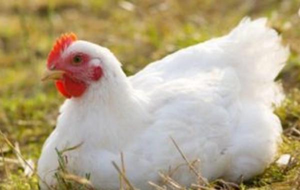 養肉雞一只利潤多少