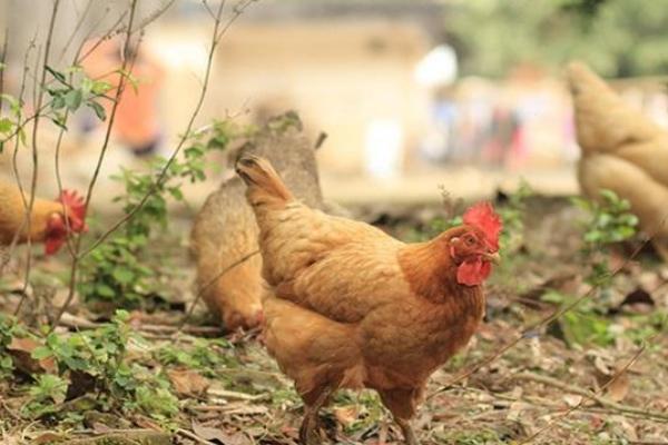 養肉雞一只利潤多少