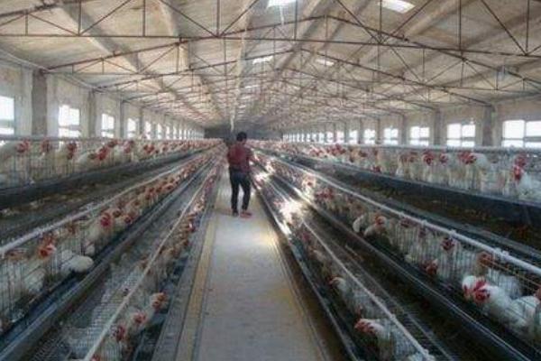 養肉雞一只利潤多少