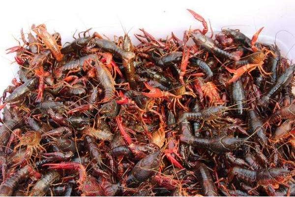 小龍蝦如何養殖