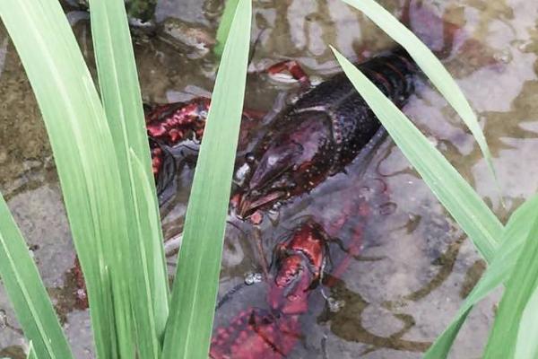 小龍蝦如何養殖