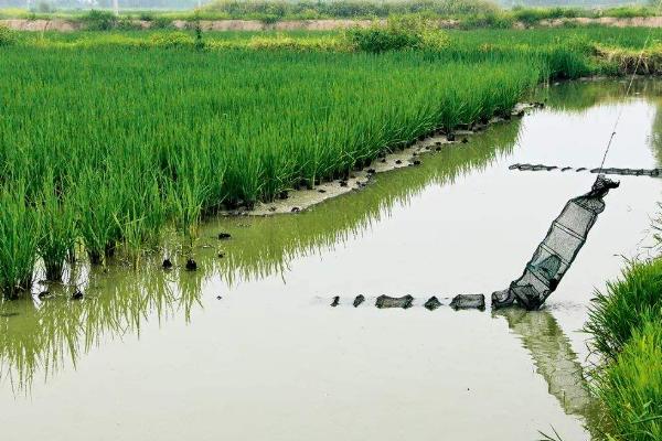 養小龍蝦一畝投資多少
