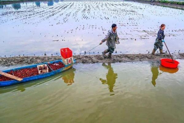 養小龍蝦一畝投資多少