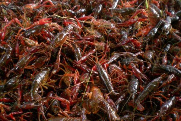 養小龍蝦一畝投資多少