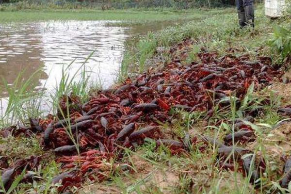 養小龍蝦的池塘怎么挖
